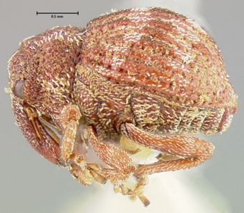 Media type: image;   Entomology 25217 Aspect: habitus lateral view